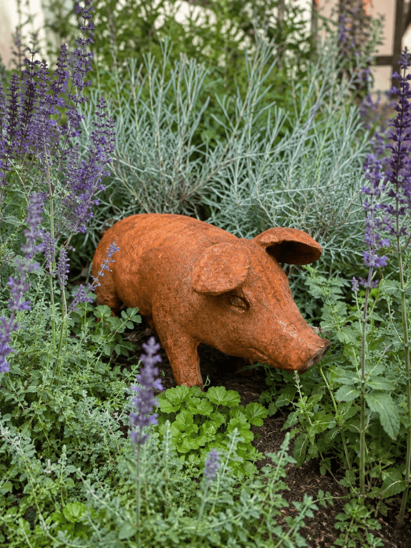 Gusseisen Schwein als Gartendeko im Blumenbeet neben Lavendel