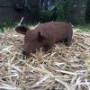 Gusseisernes Schwein, Größe S